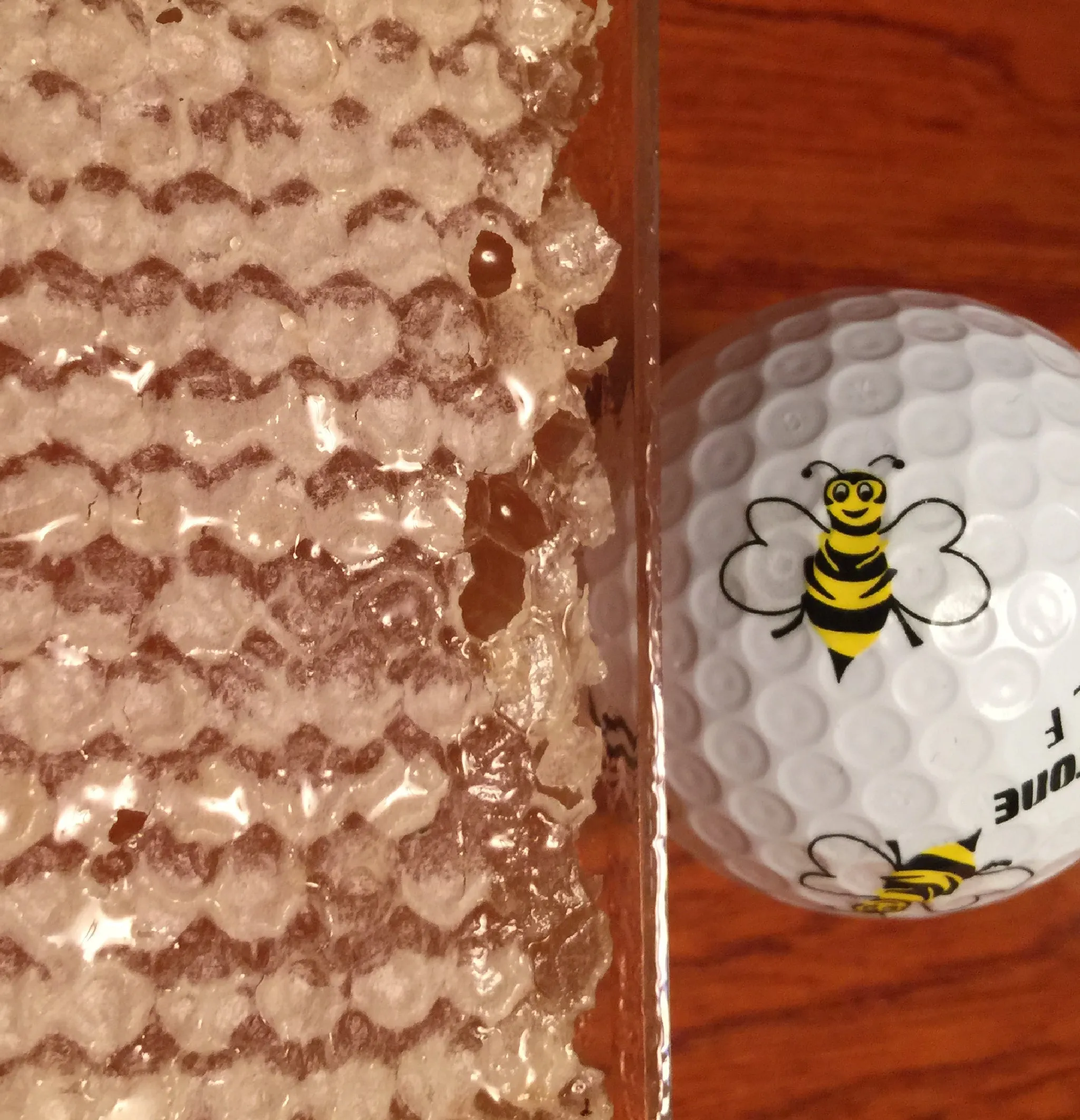 Busy Bee