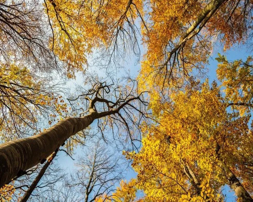 Custom Mural Wallpaper Golden Yellow Leaves (㎡)