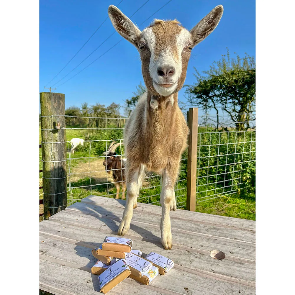 Scottish Goats Milk Soap - Blueberry Vanilla Goats 95g