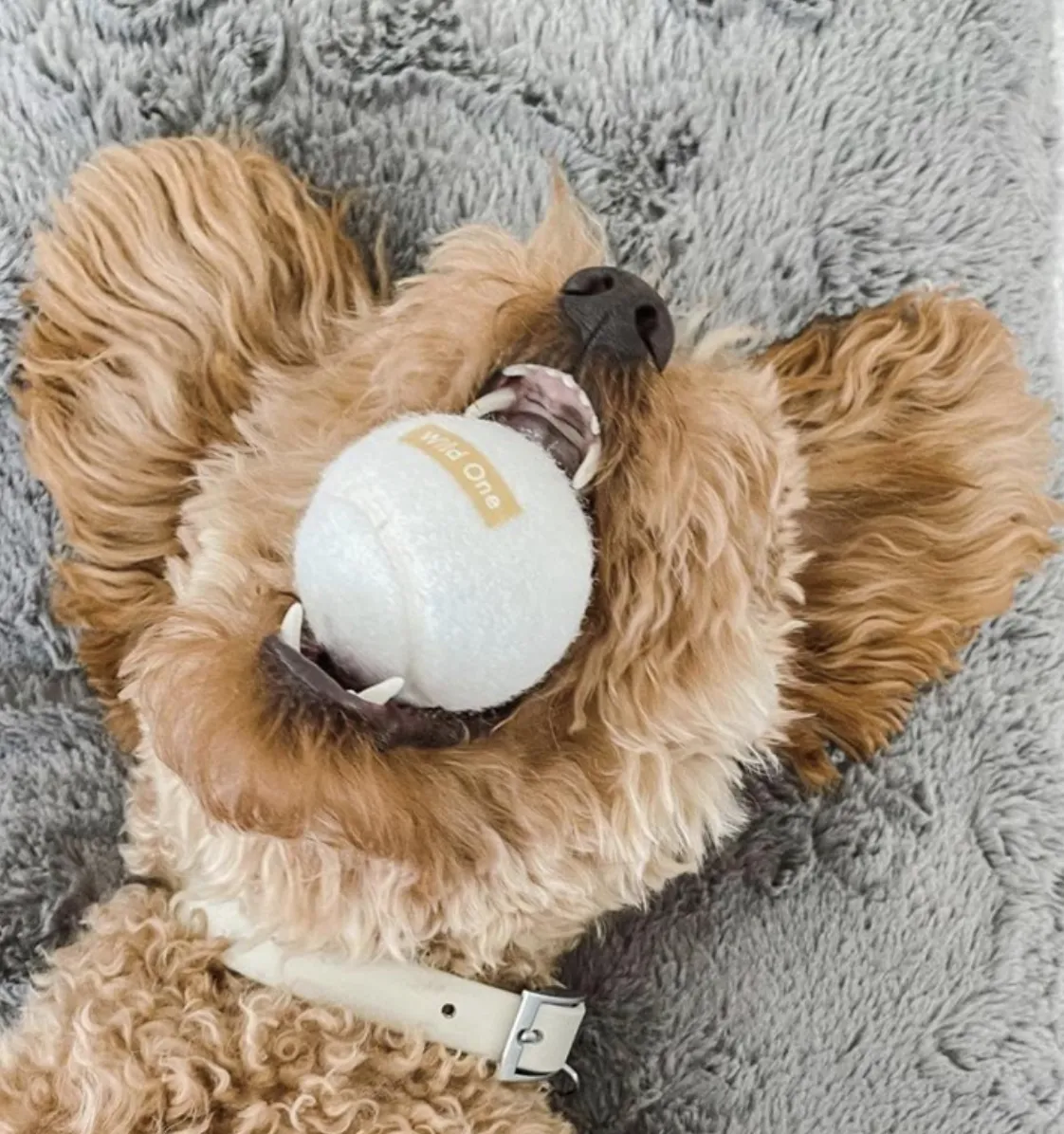 White Tennis Balls Set of 6